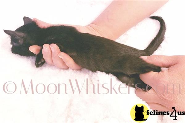 MoonWhiskers Picture 2